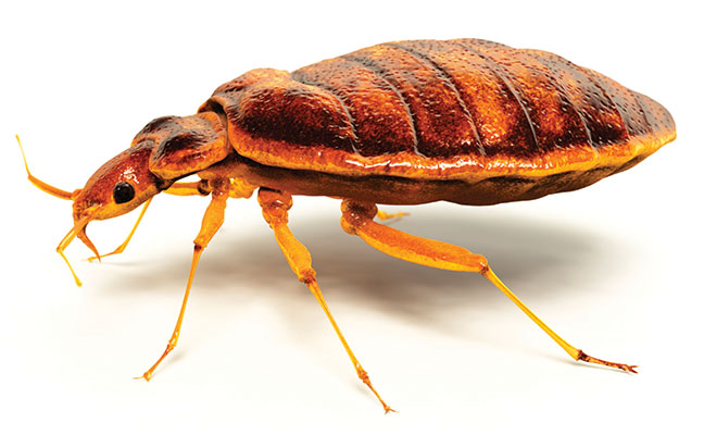 Bed bug Photo: ©iStock.com/animatedfunk