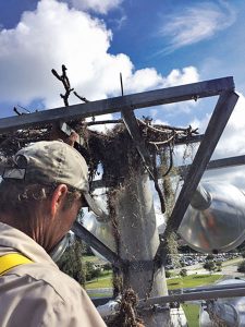 An osprey nest on the top of traditional stadium lights can be a fire hazard. Photo: Christy Norris