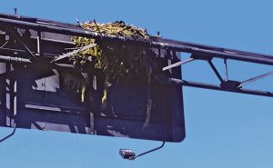 An osprey nest is built on the back of a highway sign. Photo: Christy Norris 