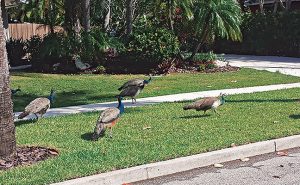 Peafowl infested the entire town of Long Boat Key, Fla. Photo: Christy Norris