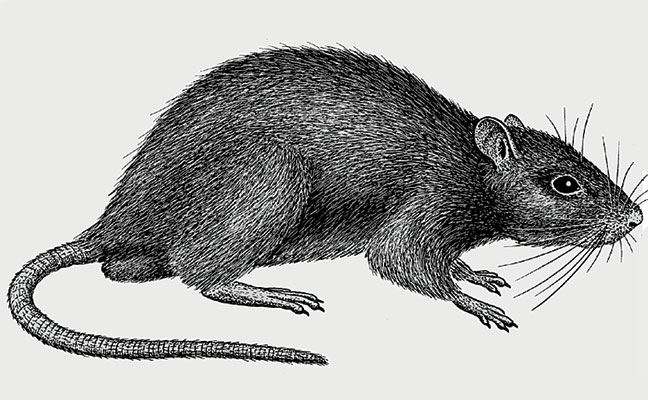 Norway rat, illustrated for the Truman's Guide, Seventh Edition. (Art: North Coast Media)