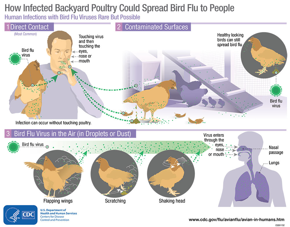 How to help customers understand bird flu : Pest Management Professional