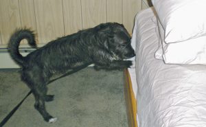 “Finn,” a scent detection dog for Rose Pest Solutions, alerts on scent when he encounters bed bugs. Photo: Mark Sheperdigian, BCE 