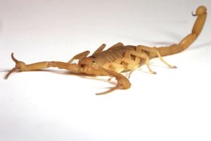 Arizona bark scorpion