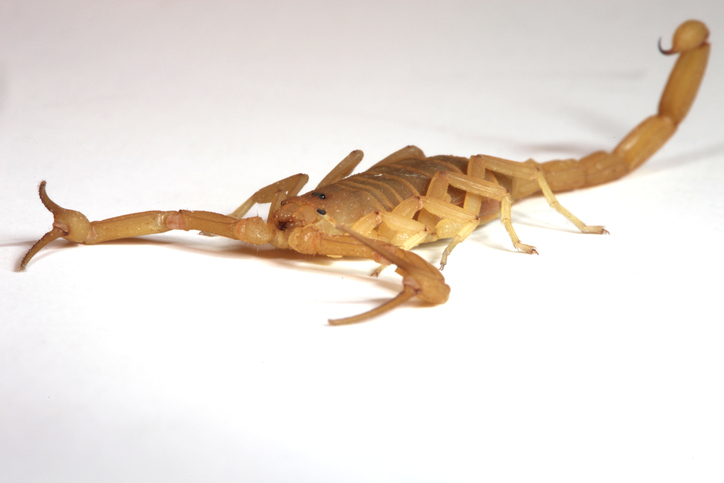 Arizona bark scorpion (Photo: iStock.com/Srabin)