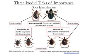 tick chart