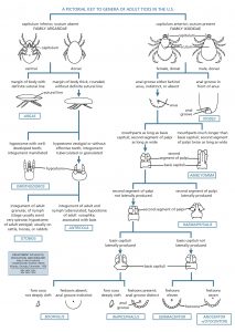 Trumans_Chapter_12_ticks