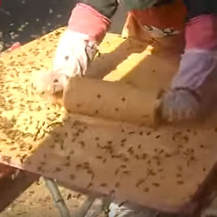 bees-vendor-swarm