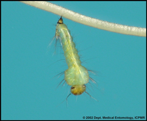 coquillettidia_linealis_larvae