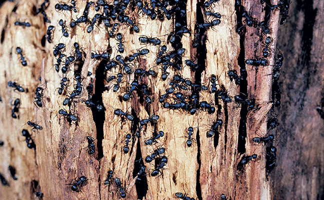 Carpenter ant nest in firewood Photo: Dr. Laurel Hansen