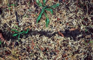 A carpenter ant trail through vegetation Photo: Dr. Laurel Hansen