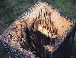 Carpenter ant nest in railroad tie Photo: Dr. Laurel Hansen