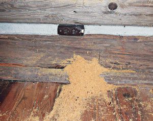 Excavated sawdust from carpenter ants Photo: Dr. Laurel Hansen