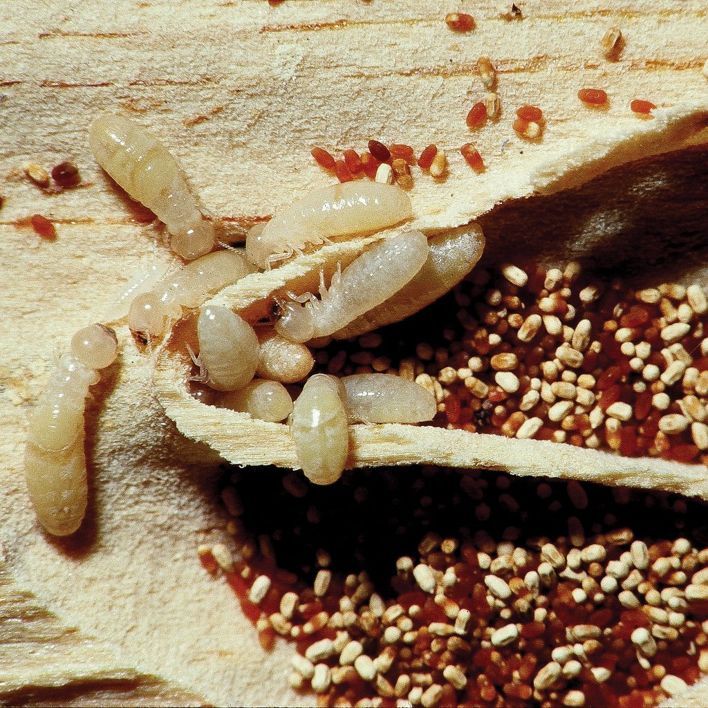termite dust drywood silica termites wood pellets fecal dry workers management