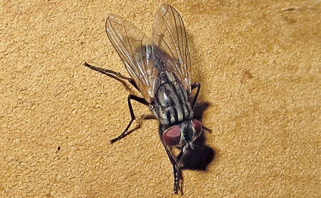 Bonus fact: House flies flap their wings about 190 times per second; to humans, the frequency sounds like a pitch along the F major scale. Photo: Dr. Gerald Wegner, BCE-Emeritus