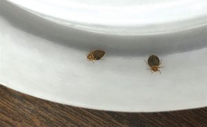 A pair of bed bug adults find themselves stuck in a monitor. Photo: Mark Sheperdigian, BCE 