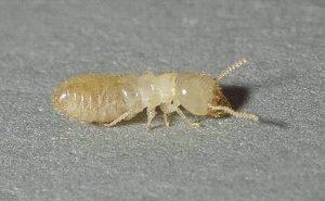 Photo: Bugwood.org