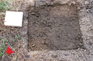 A freshly completed groundboard plot. Photo: USFS