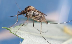 Encephalitis mosquito (Culex tarsalis)