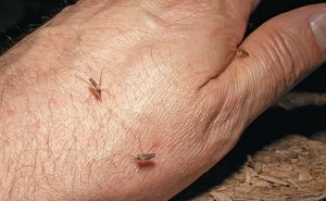 The encephalitis-carrying species is a daytime feeder, as seen on the author’s hand. Photo: Gene White