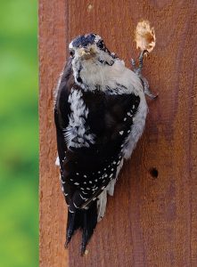 This downy woodpecker (Picoides pubescens) got caught red-handed — err, gray-footed? Photo: ©iStock.com/Tomas_Handfield