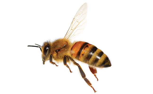 Bee photo from iStock.com/Antagain
