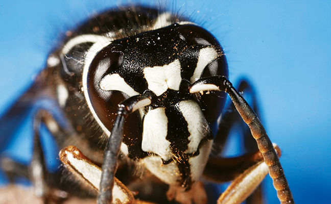 bald faced hornet. Photo: Joseph Berger, Bugwood.org