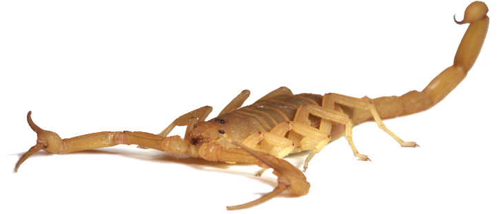 Arizona bark scorpion. Photo: ©istock.com/Srabin.