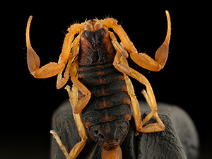 bark scorpion