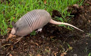 Overton Armadillo