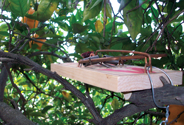 Rats and Mice: How to Manage Using Snap Traps - Pests in the Urban  Landscape - ANR Blogs