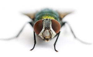 Photo: Shutterstock
