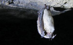 hibernating little brown bat. Myotis lucifugus. Photo: Dr. Paul Cryan, USGS