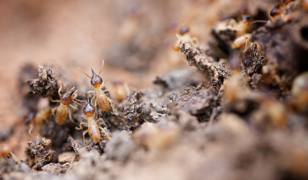 Termites Craig Kirkwood