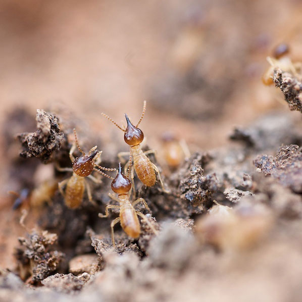 termites Photos: Termites by Craig Kirkwood, Flickr.com / used under CC BY-SA 2.0; ©iStock.com/zerlik/next143
