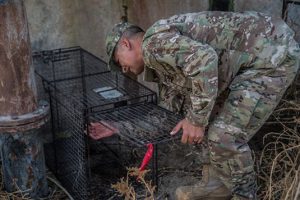 Becerra sets an an animal trap Oct. 27 at an undisclosed location in Southwest Asia. (U.S. Air Force photo by Staff Sgt. William Banton)