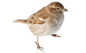 PHOTO: iStock.com/rusm