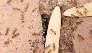 Invasive Argentine Ants PHOTO: iStock.com/paule858