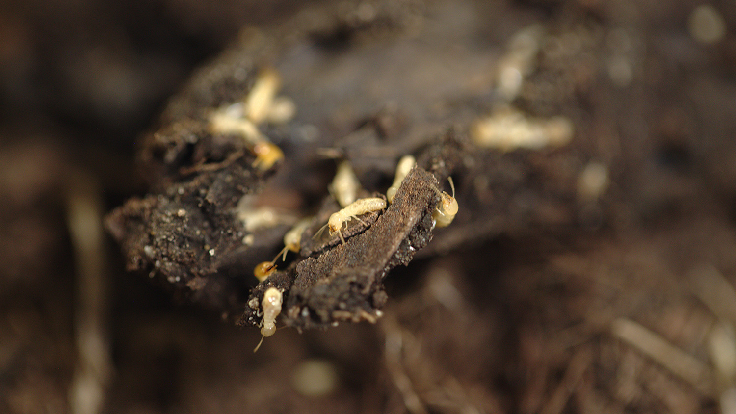 Termites. Photo by Laura Blake.