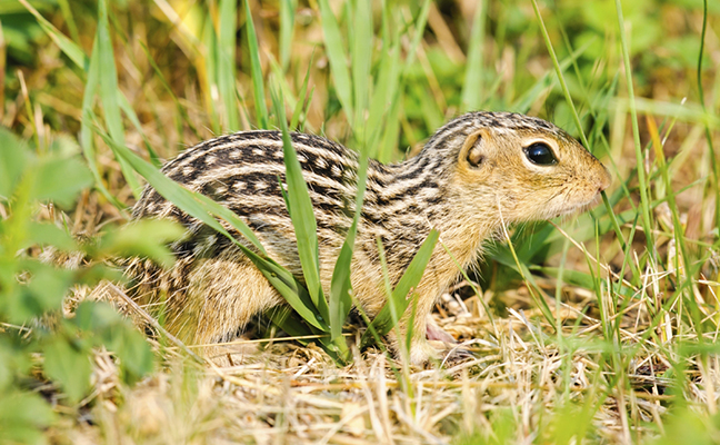 PHOTO: iStock.com/NNehring
