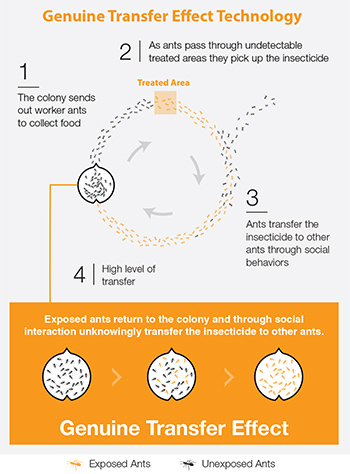 BASF Genuine Transfer Effect