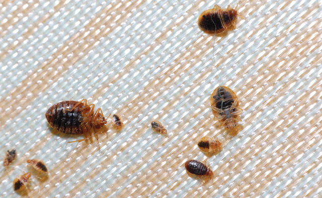 bed bugs, Photo courtesy of, and copyrighted by, Gene White