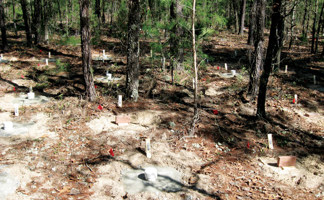 Figure 4 Chipola Experimental Forest plots