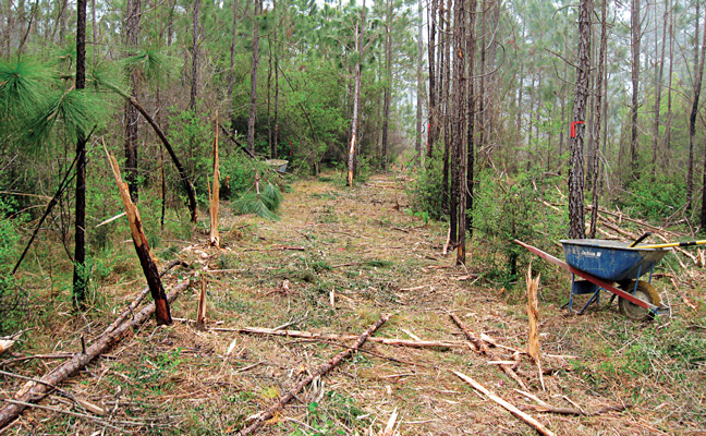 A single plot lane after clearing debris and vegetation