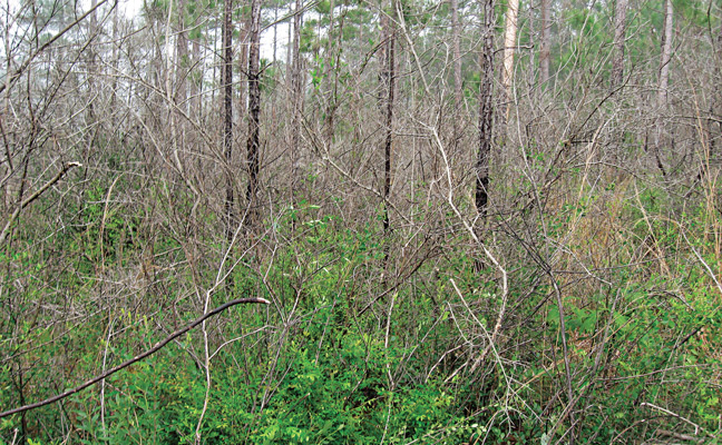 Forest undergrowth