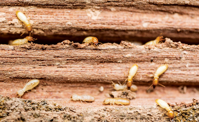 Termites on wood