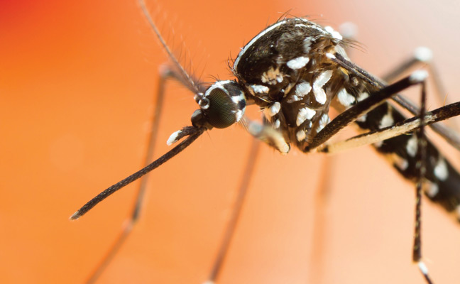 Asian tiger mosquito