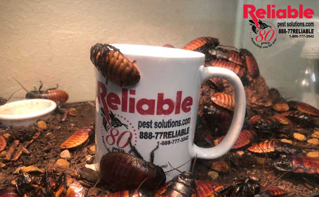 Reliable Pest Solutions, cockroaches