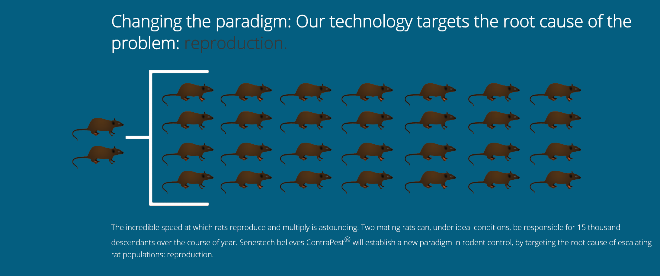 rodent reproduction