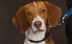 Beagle bed bug dog